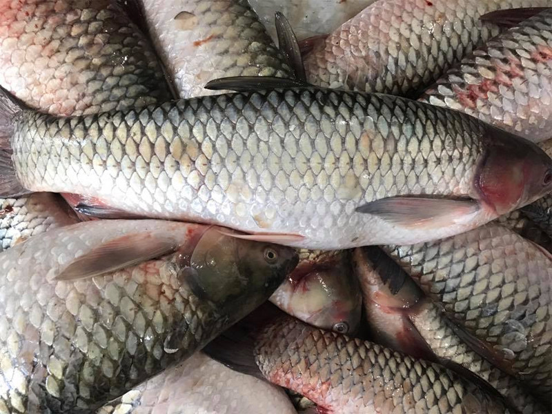 Cách chọn cá tươi ngon. Bí quyết để đảm bảo hương vị hoàn hảo